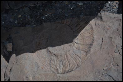 fossiles molusques upsala argentine